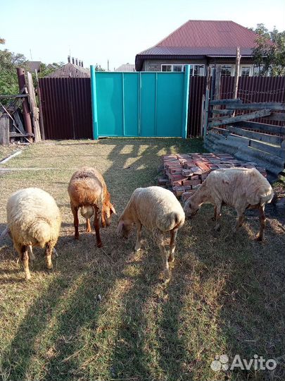 Овцы бараны