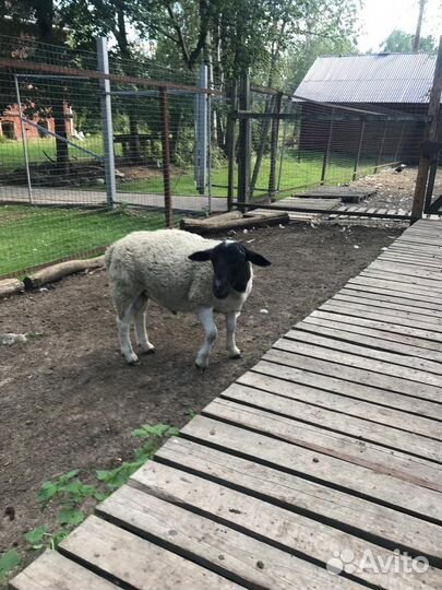 Баран Дорпер