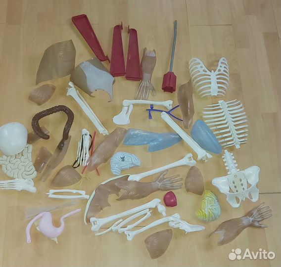 Скелет Артём отдельные детали