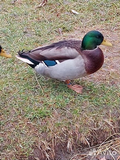Тульский Селезень