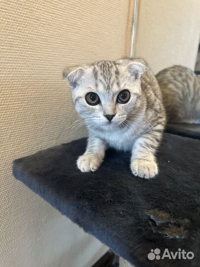 Шотландский вислоухий