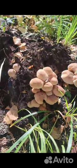 Опята свежие 17.09