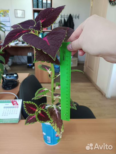 Комнатное растение колеос (koleos)