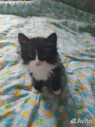 Котенок ищет добрые ручки