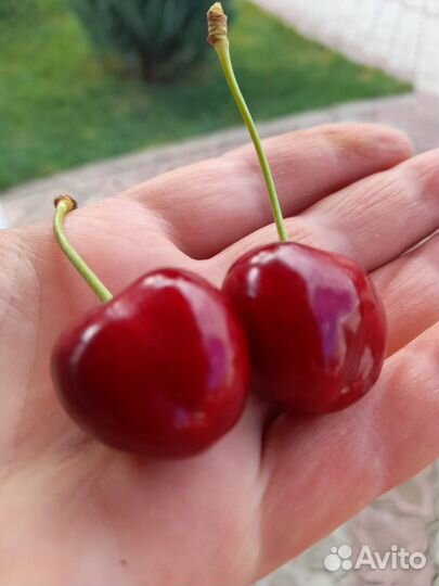 Черешня свежая спелая