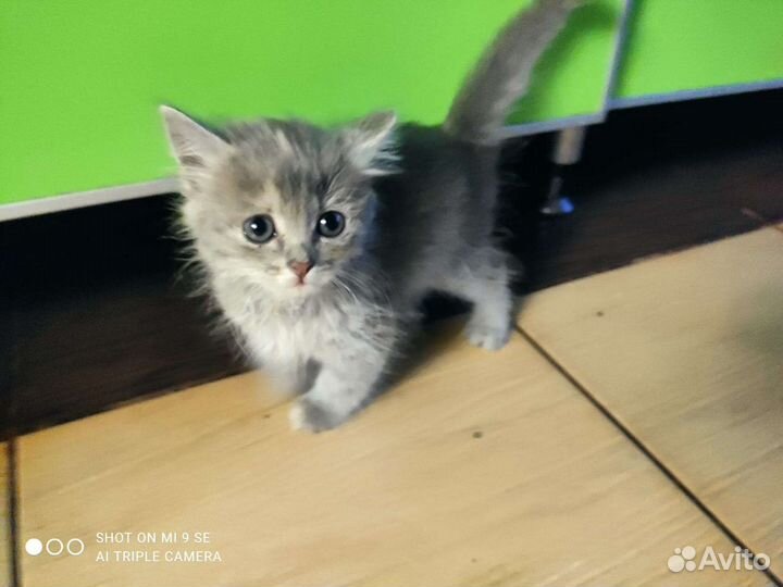 Кошки в добрые руки