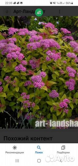 Спирея японская розовая,саженцы