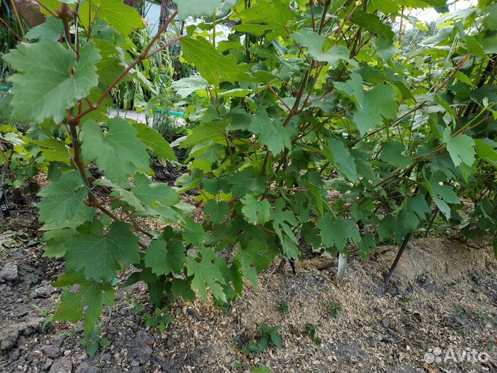 Черенки и саженцы винограда продам