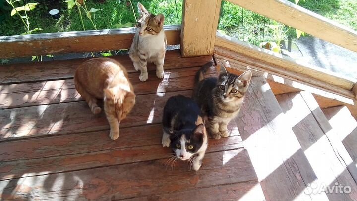 Отдам котят