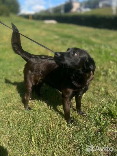 Собака в добрые руки