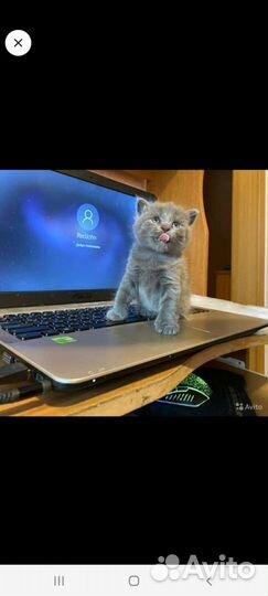 Ноутбук asus компьютер