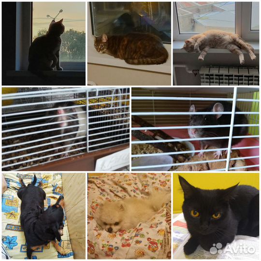 Передержка животных