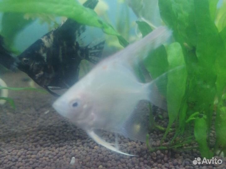 Аквариумные рыбки. Скалярии