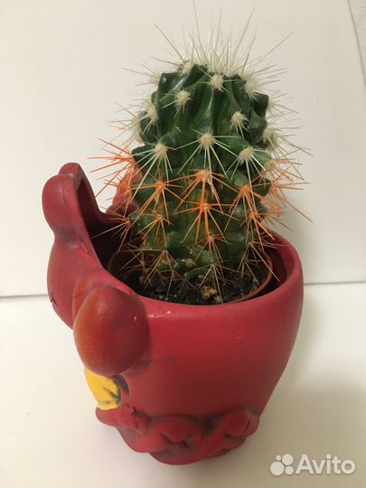Кактус в горшке