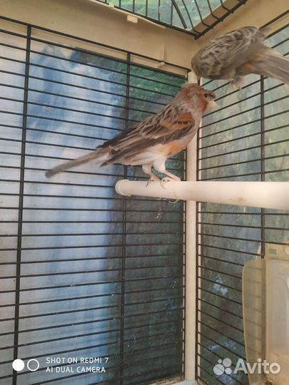 Кенара и канарейки