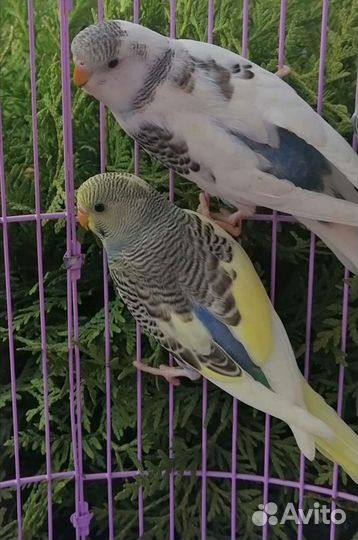 Попугай волнистый и карелла