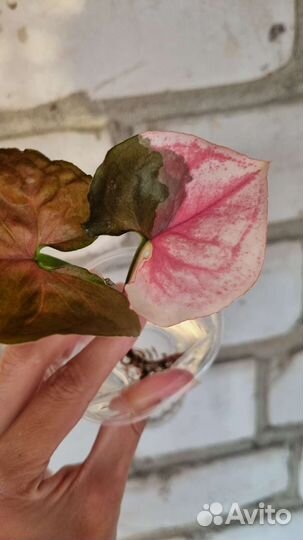 Сингониум Клубничный лед гэлакси