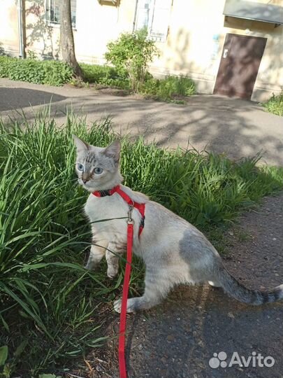 Кошка для вязки