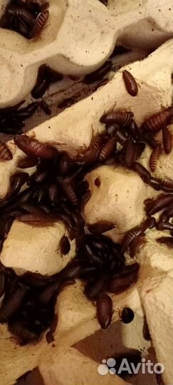 Мраморные тараканы предимаго