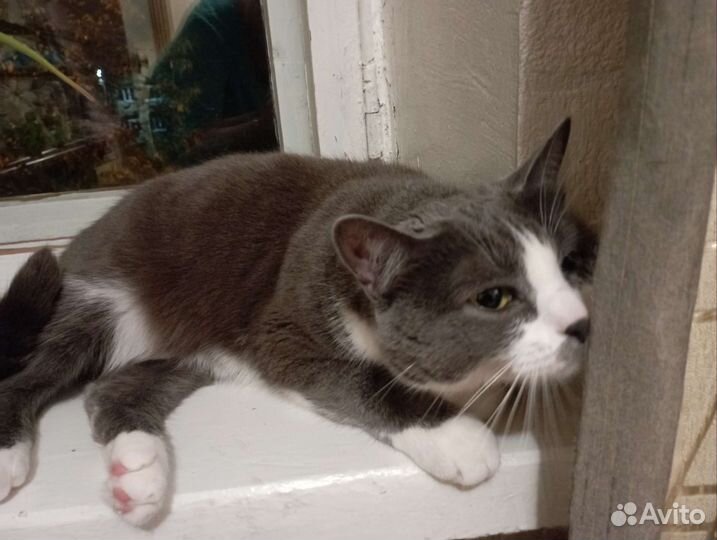 Кошки