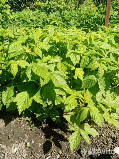 Ремонтантная малина