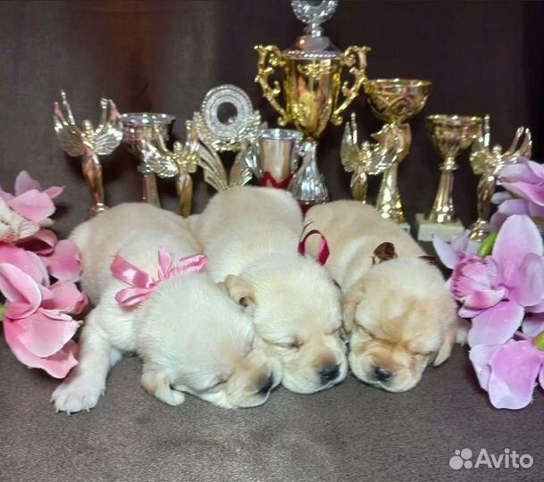 Щенки лабрадора палевые