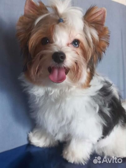 Щенки бивер йорка