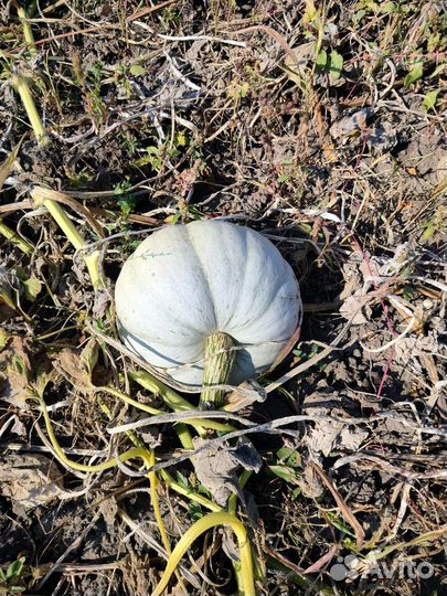 Тыква оптом