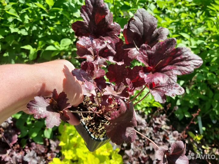 Гейхера, гейхерелла 6 сортов саженцы зкс многолетн