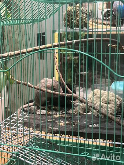 Песчанки с клеткой