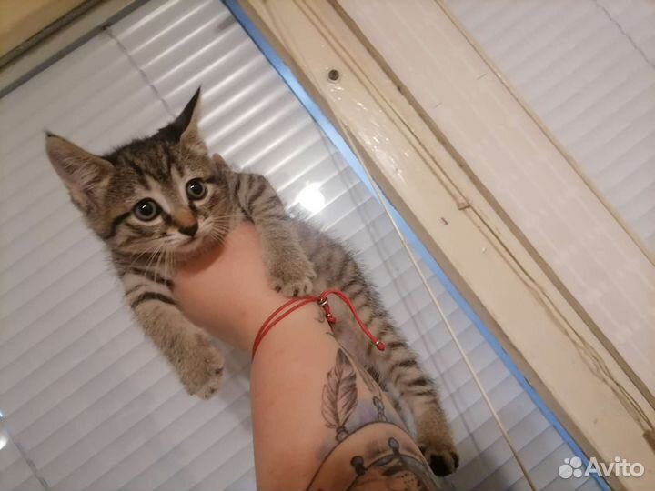 Котята сфинкс браш