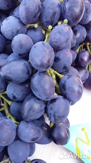 Саженцы винограда