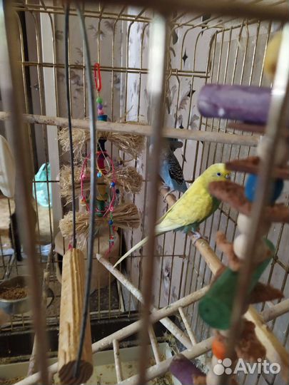 Клетка для попугая