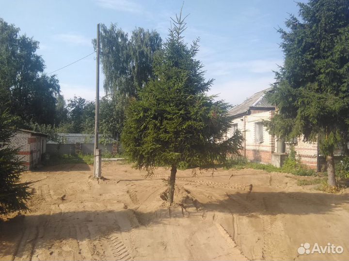 Ели крупномеры