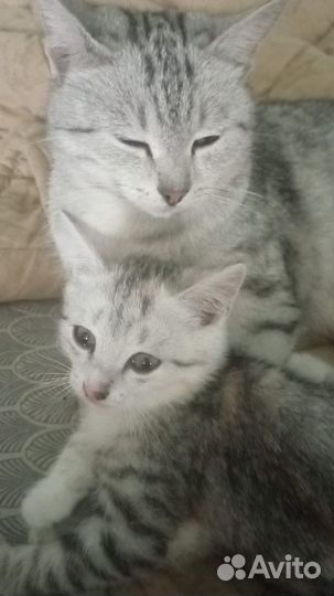 Отдам котят в добрые руки