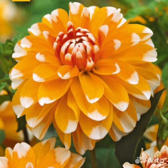 Георгины клубни 3 сорта