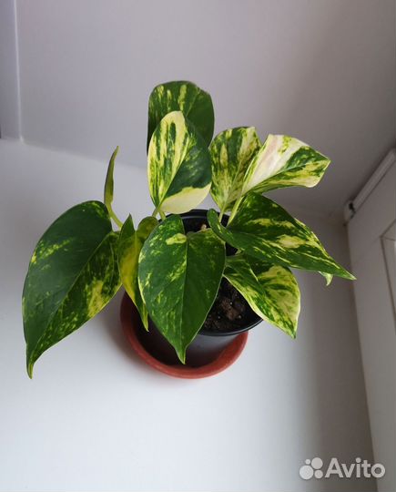 Фикус, Пилея, Гибискус, Сансевиерия, Бересклет