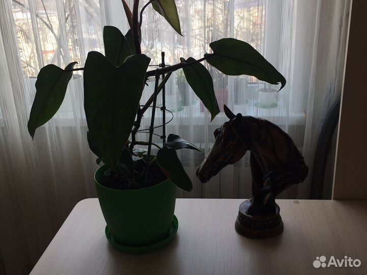 Филодендрон краснеющий