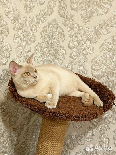 Ласковые бурмаши