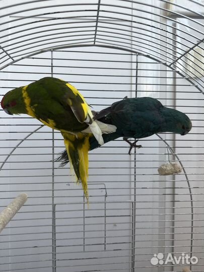 Попугай какирики