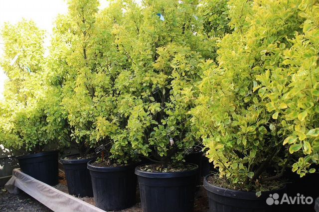 Бересклет японский Элегантиссима Ауреа шар 50/60 E