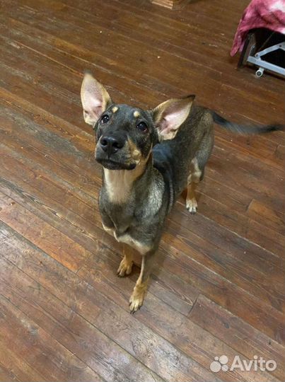 Обворожительные ушки