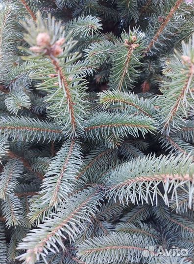 Голубая ель 1.2м