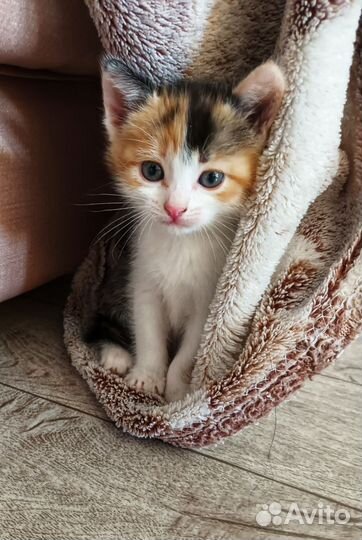 Очаровательные котята в добрые руки