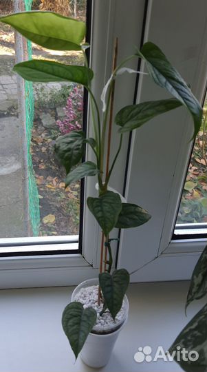 Монстера Сильтепекана эль Сальвадор