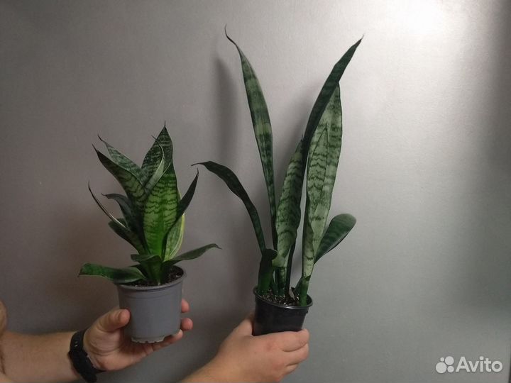Сансевиерия,аспарагус, традесканция, бегония