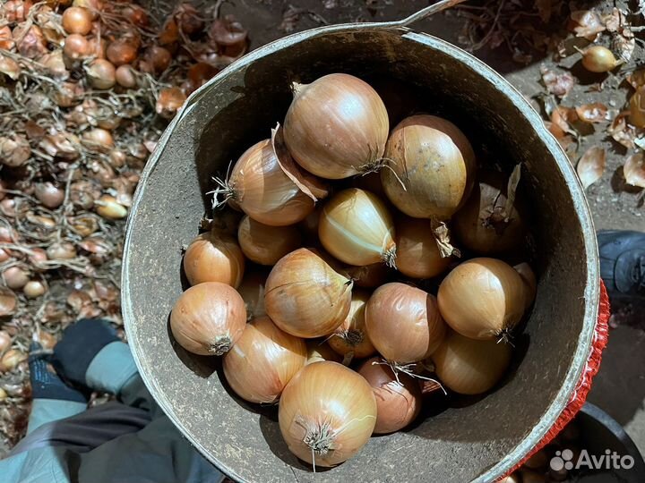 Лук репчатый продажа