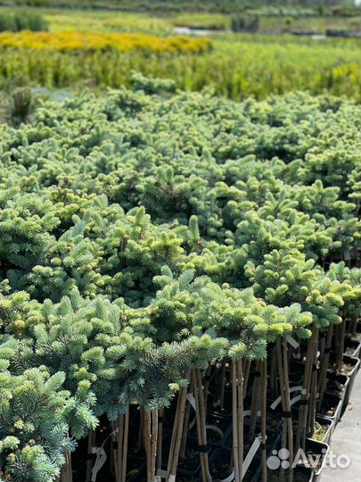 Растения на штамбе (предзаказ весна 2024)