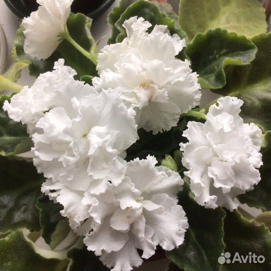 Продаю детки фиалок или меняю на другие сорта