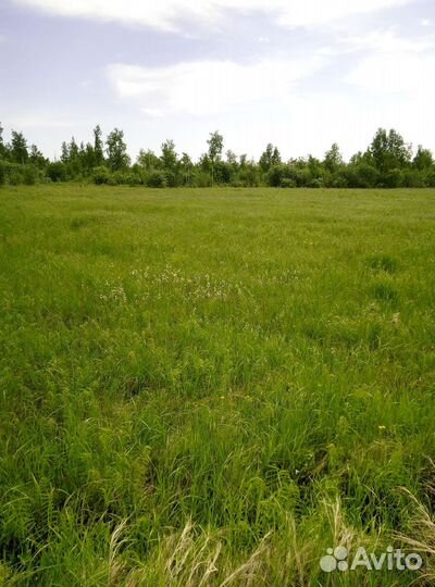 Сено в рулонах 2023